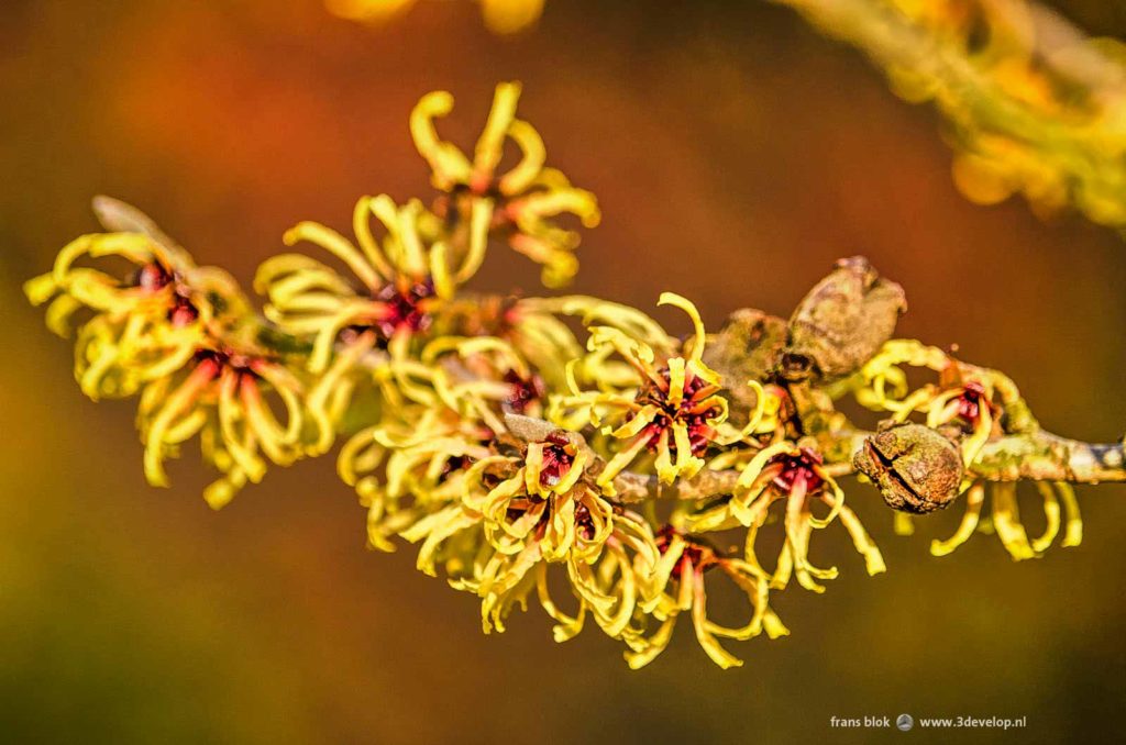 Close-up of the yellow flowers of a hamamelis, or withch hazel, in bloom in january, from the list of best photos of 2019