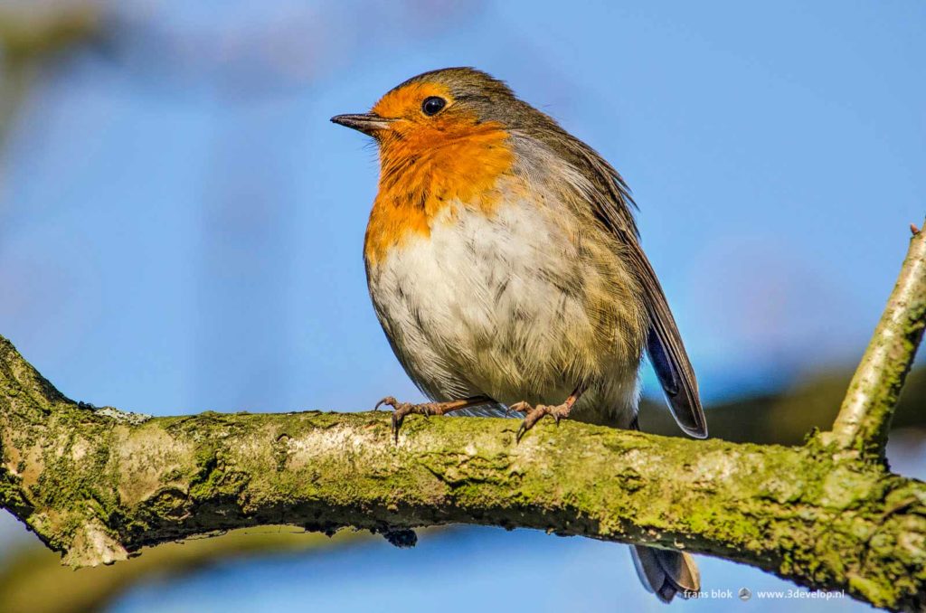 Close-up of a robin on a branch against a blue sky, from the list op best phtos over 2019