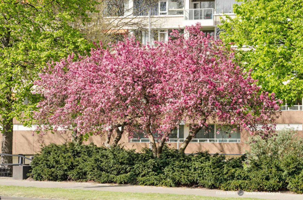 Pink flowering prunus trees at Maasboulevard in Rotterdam in springtime