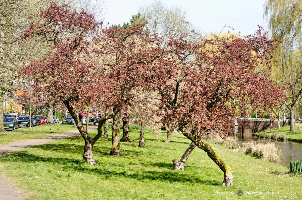 Blossoming trees in the green slope along Statensingel canal in Blijdorp neighbourhood in Rotterdam in springtime