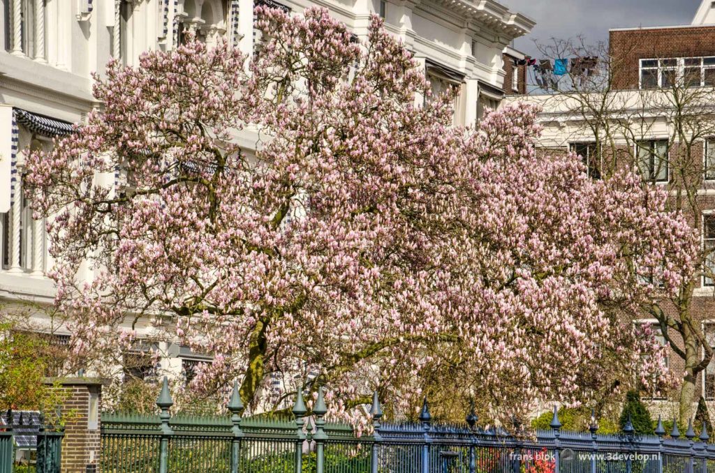 Flowering magnolia trees at Westerkade in Rotterdam in springtime