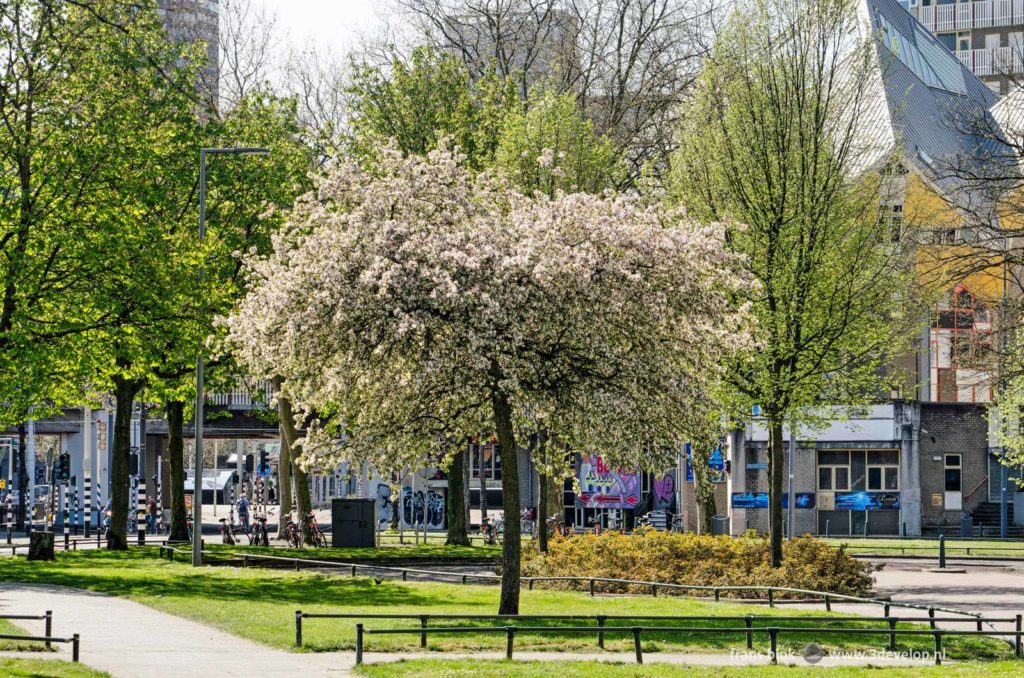 Flowering prunus tree near the Cube Houses in downtown Rotterdam in springtime