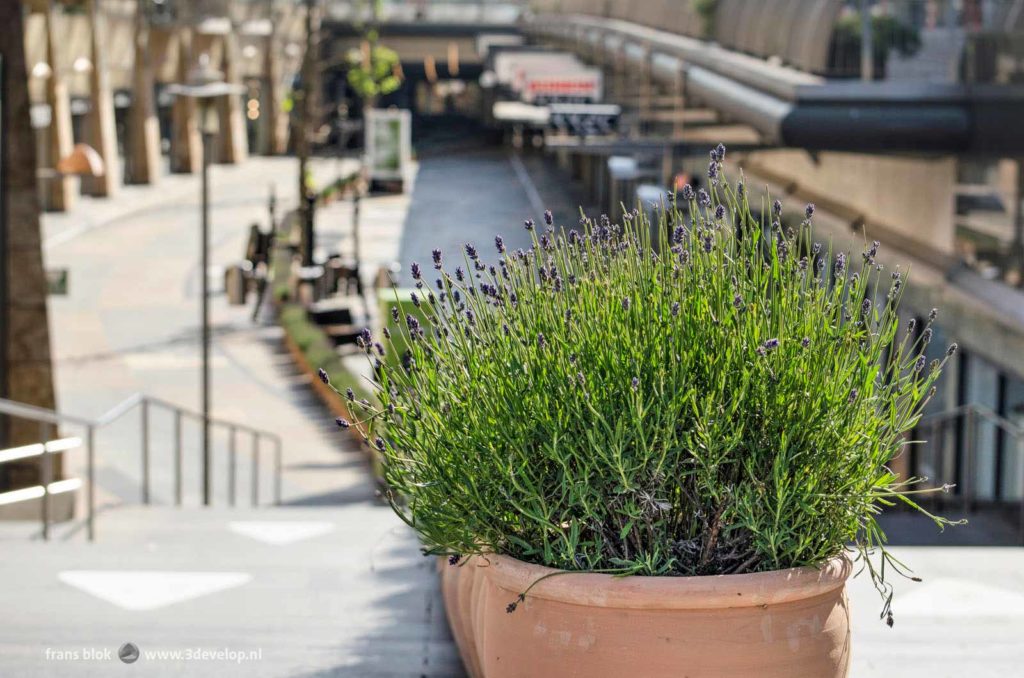 Potten met lavendel in de Beurstraverse, alias de Koopgoot, in Rotterdam als coronamaatregel gericht op het scheiden van voetgangersstromen