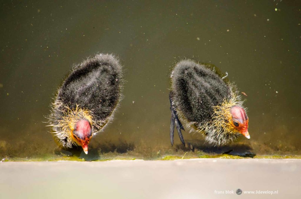 Twee jonge meerkoeten in een Rotterdamse gracht in het voorjaar