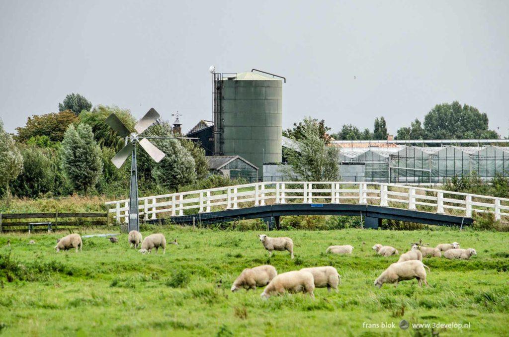 Natuur- en recreatiegebied de Groenzoom in Lansingerland, met schapen, een voetgangersbrug, een windmolen en kassen, als illustratie bij een artikel over wandelen in Rijnmond