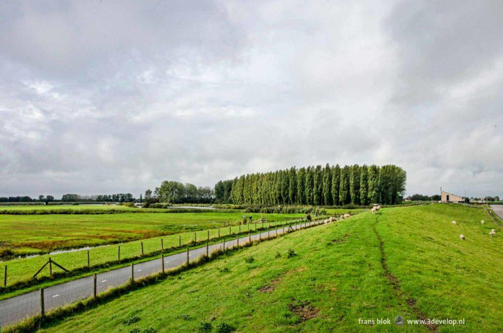 Wandelpad op de Bernisse Spuidijk bij Zuidland op het Zuid-Hollandse eiland Voorne-Putten