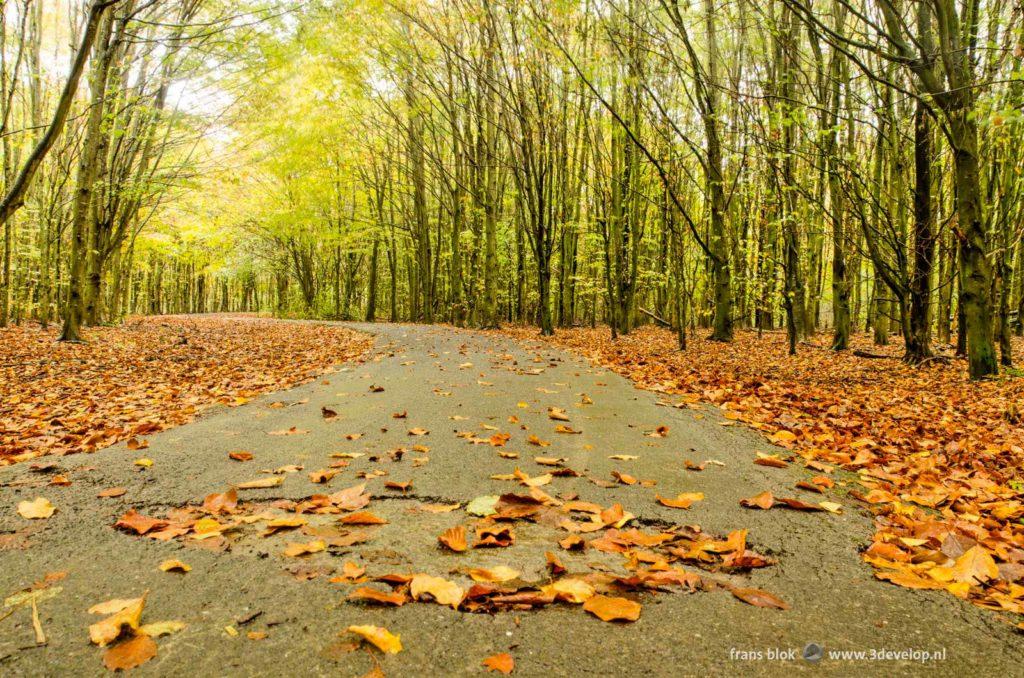 Path covered with leaves in Balei Forest near Zoetermeer, the Netherlands on a raily day in autumn