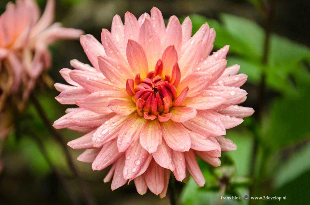 Close-up of a pink dahlia in a garden on a rainy day in the wet summer of 2021