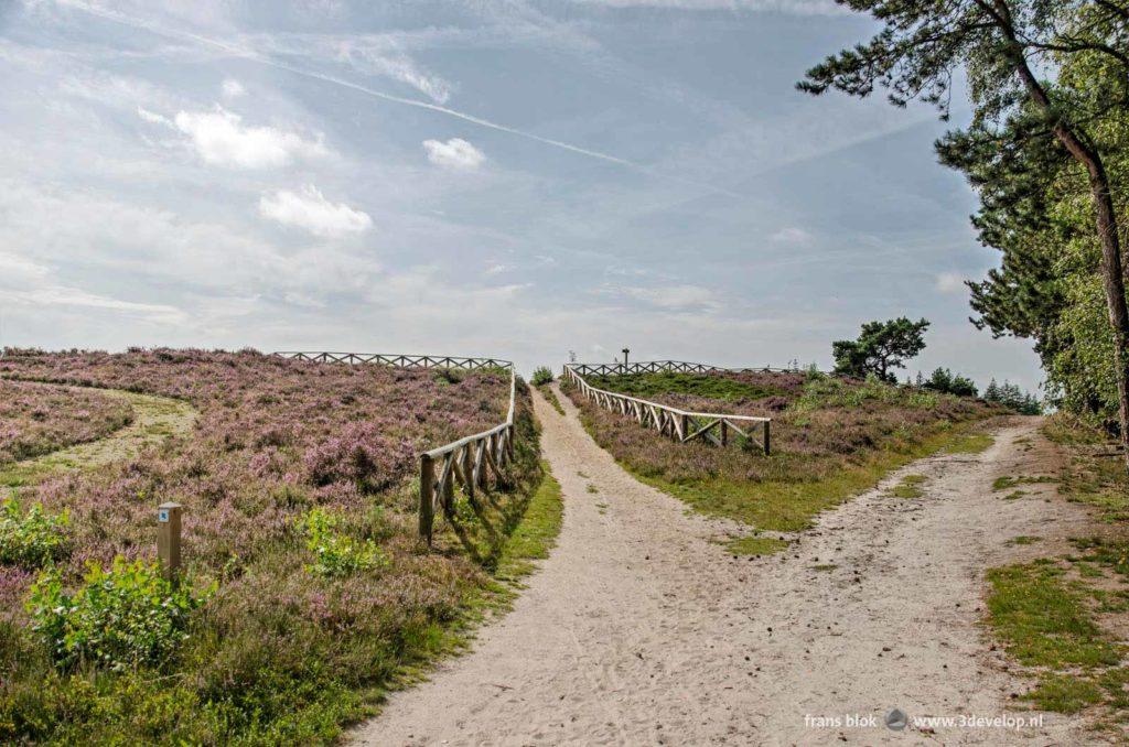 Fork in the sandpath between heather and forest near Mount Lemmelerberg in the Netherlands