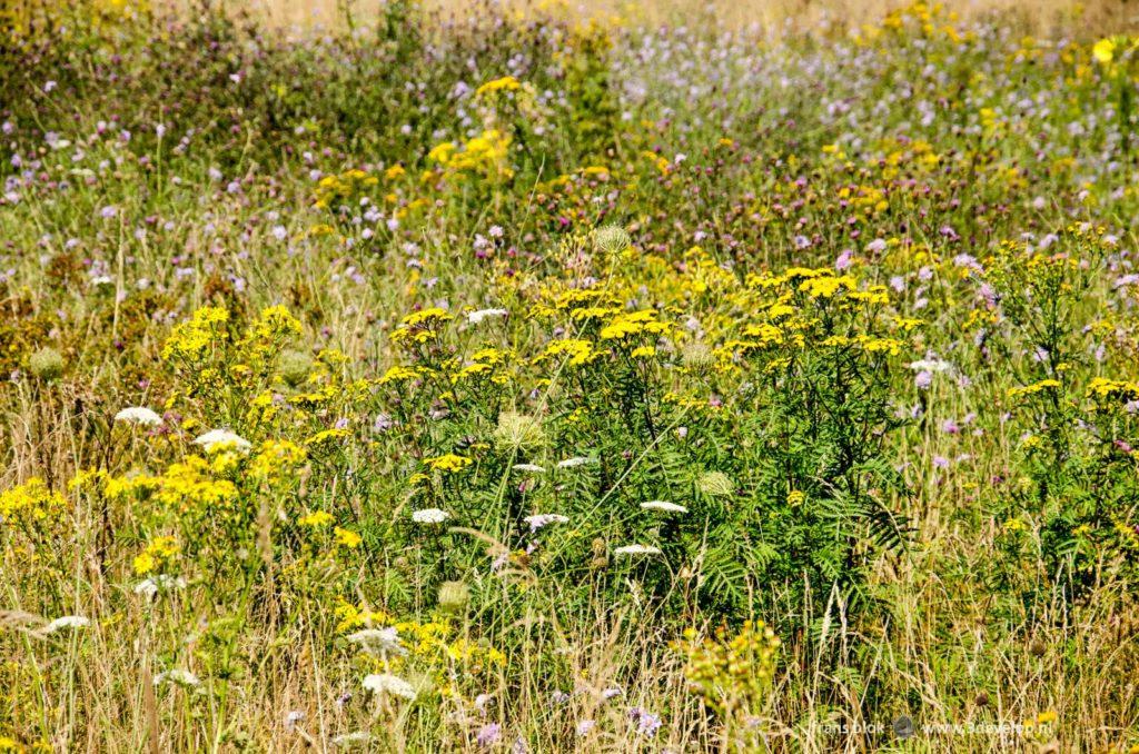 Colorful wildflower on a meadow in summer