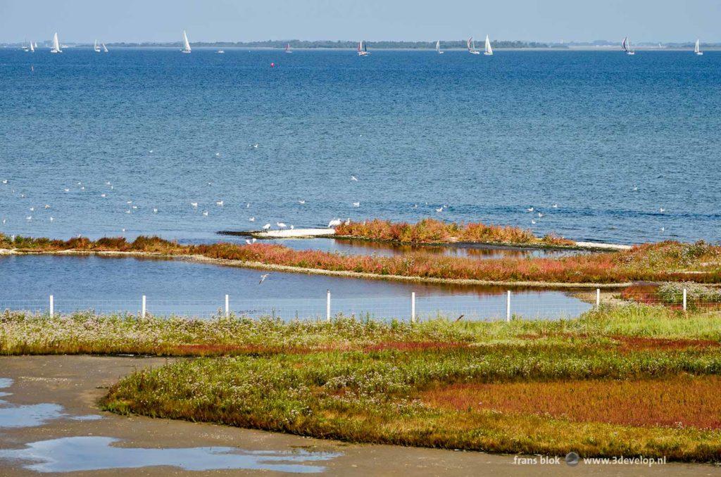 Psychedelic colors on the marshes along lake Grevelingen near the Dijkwater and the village of Sirjansland on the island of Schouwen-Duiveland in the Netherlands