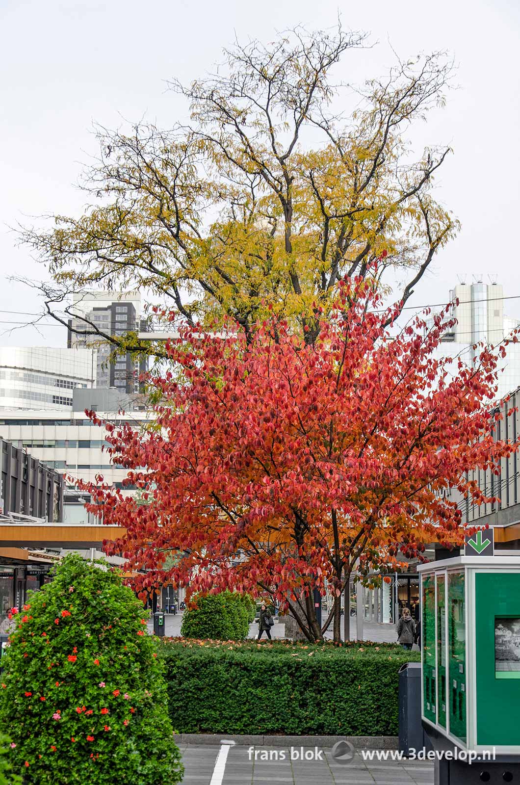 Kleurrijk herfsttafereel op de Lijnbaan in Rotterdam, met een prunus en een gleditisa