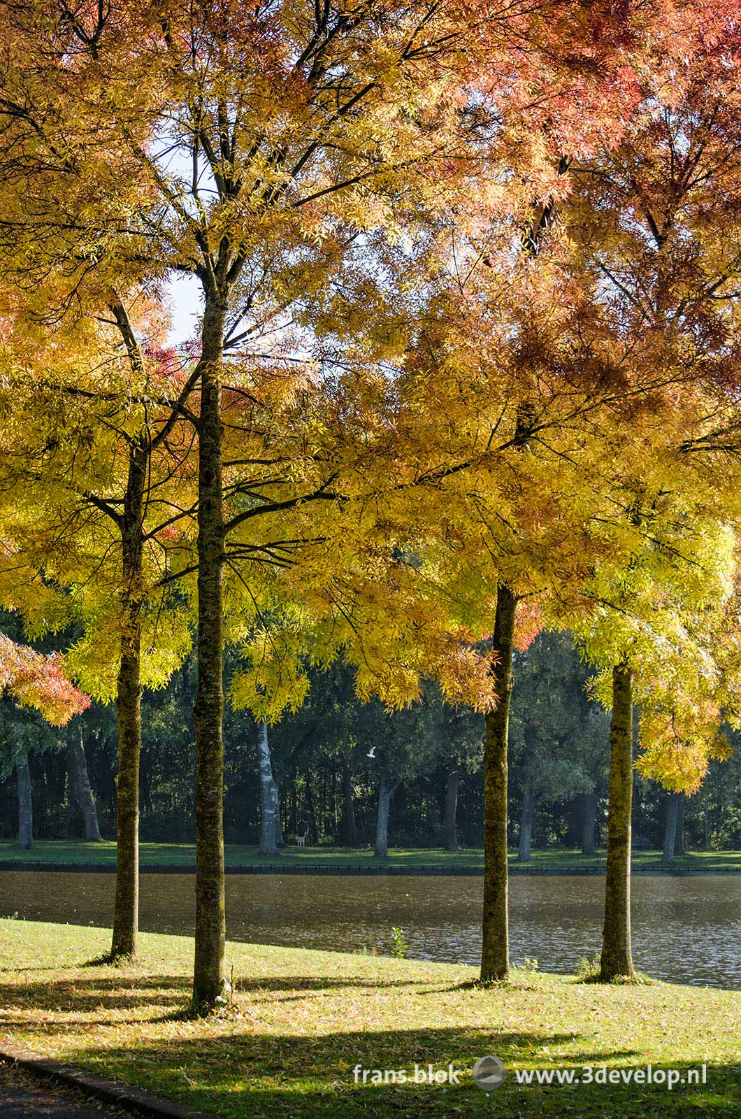 Colorful ash trees in Zuiderpark in Rotterdam on a sunny day in autumn