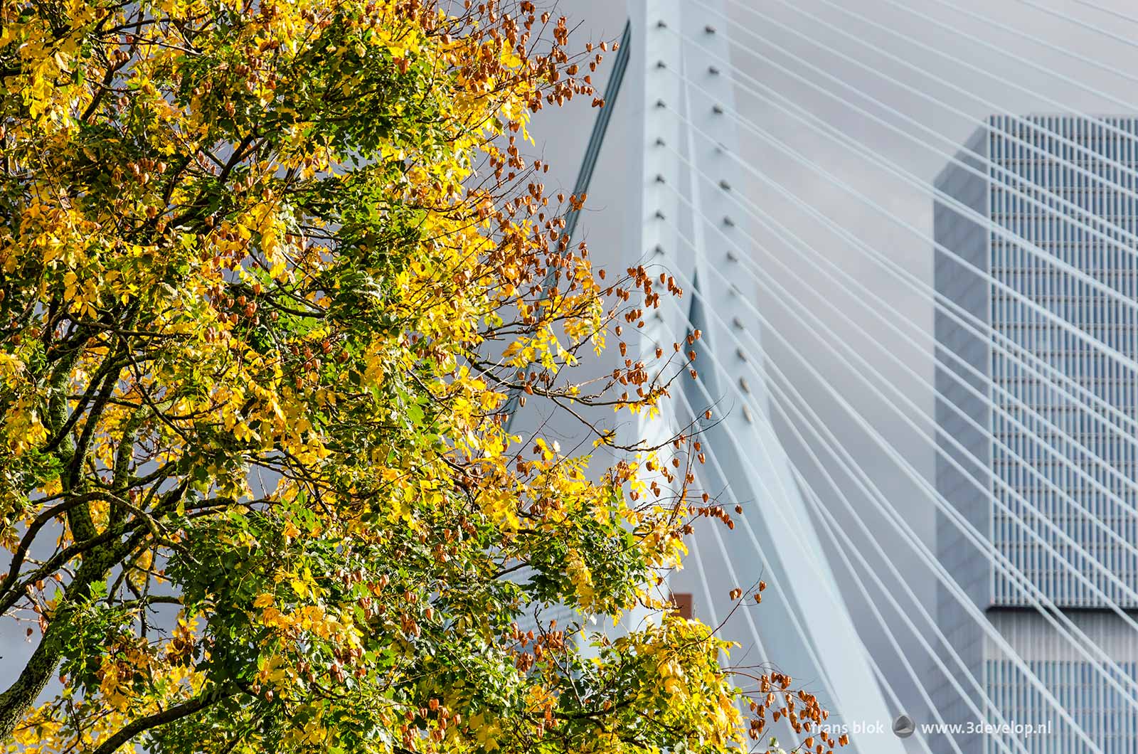 A koelreuteria paniculata (china tree) in Leuvehoofd park in Rotterdam with in the background Erasmus bridge and De Rotterdam building