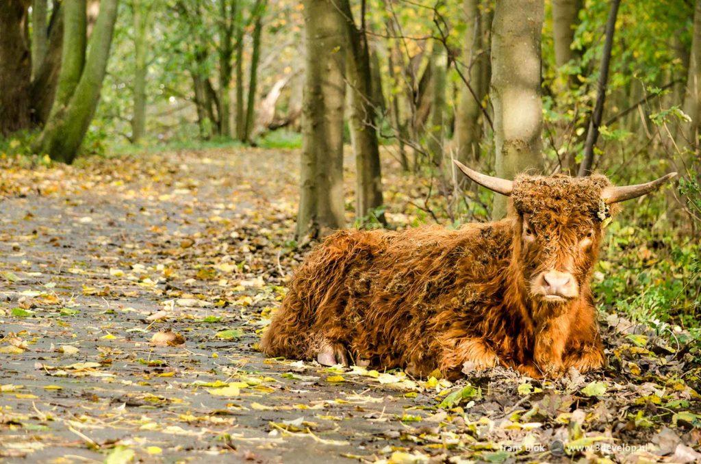 Schotse Hooglander op een bospad op het eiland van Brienenoord in Rotterdam in de herfst