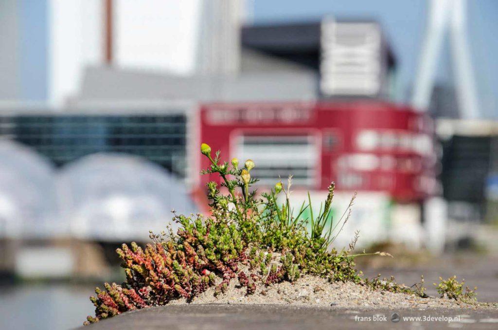 Bunch of weeds on a patch of sand at the quay of Rijnhaven harbour in Rotterdam, The Netherlands with blurry in the background the New Luxor Theatre and Erasmus bridge