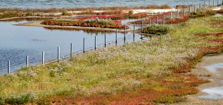 Colorful banks of lake Grevelingen off the island of Schouwen-Duiveland, The Netherlands with a large variety of vegetation