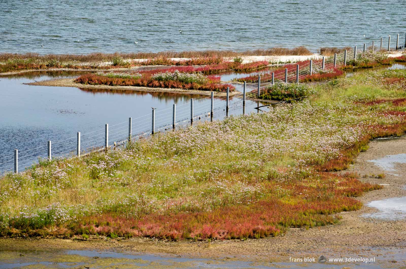 Colorful banks of lake Grevelingen off the island of Schouwen-Duiveland, The Netherlands with a large variety of vegetation