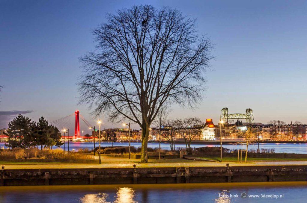 Leuvehoofd Park in Rotterdam, the Netherlands, shortly before sunrise, with in the background the river Nieuwe Maas, Willems Bridge, Noordereiland and De Hef