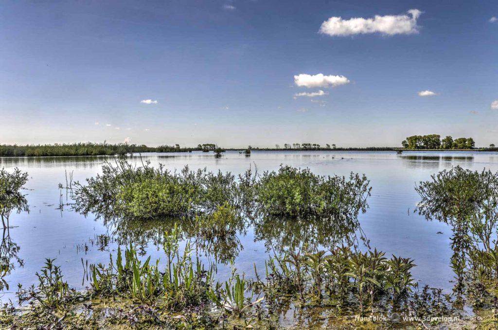 Bushes, grasses and other low vegetation on the bank of a shallow lake in the nature island of Tiengemeten in the Netherlands