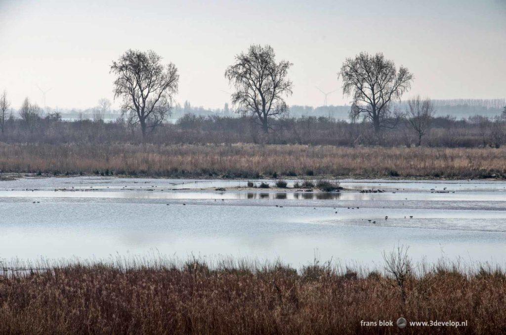 Three trees, bushes and other vegetation along a shallow channel on the Dutch nature island of Tiengemeten