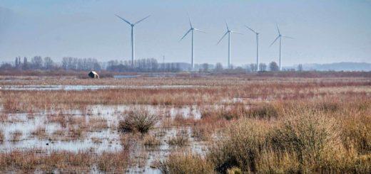 Swamp with bushes, historic agricultural relict and modern wind turbines on the Dutch nature island of Tiengemeten