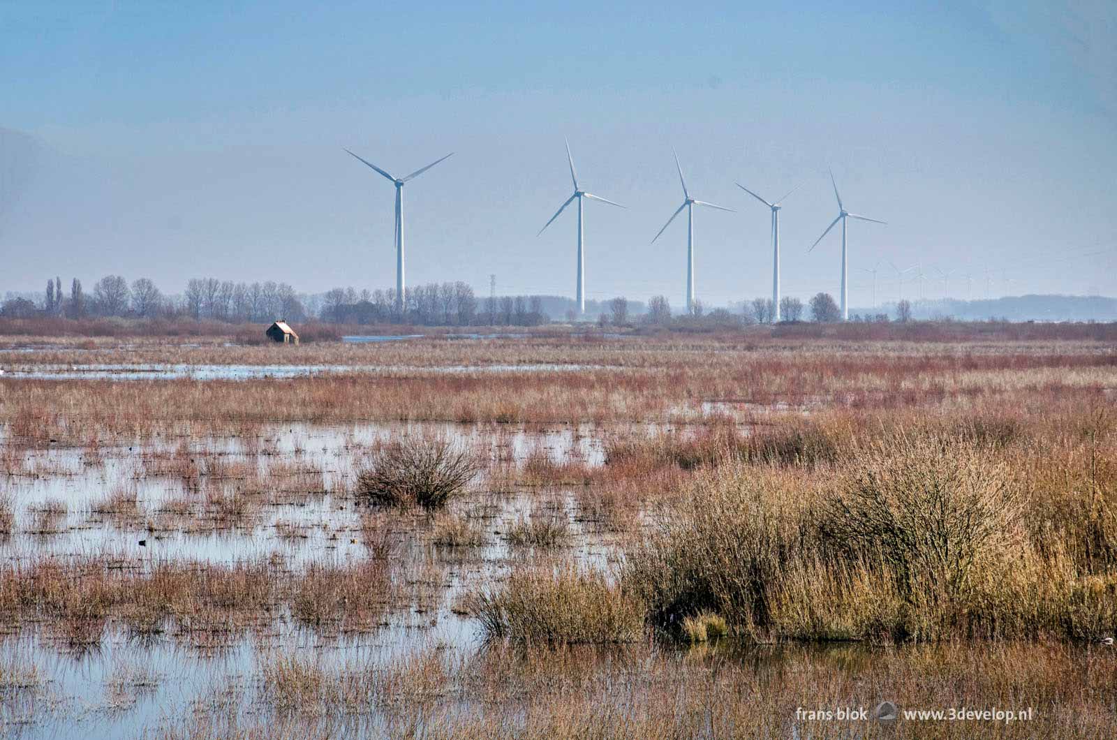 Swamp with bushes, historic agricultural relict and modern wind turbines on the Dutch nature island of Tiengemeten