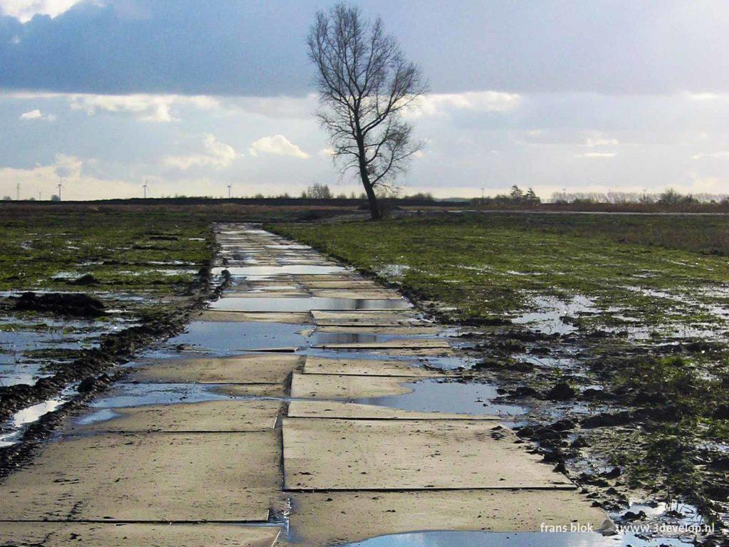 Road plates and a single tree on an empty plane during the transformation in 2006 of the nature island of Tiengemeten in the Netherlands from agriculture into nature