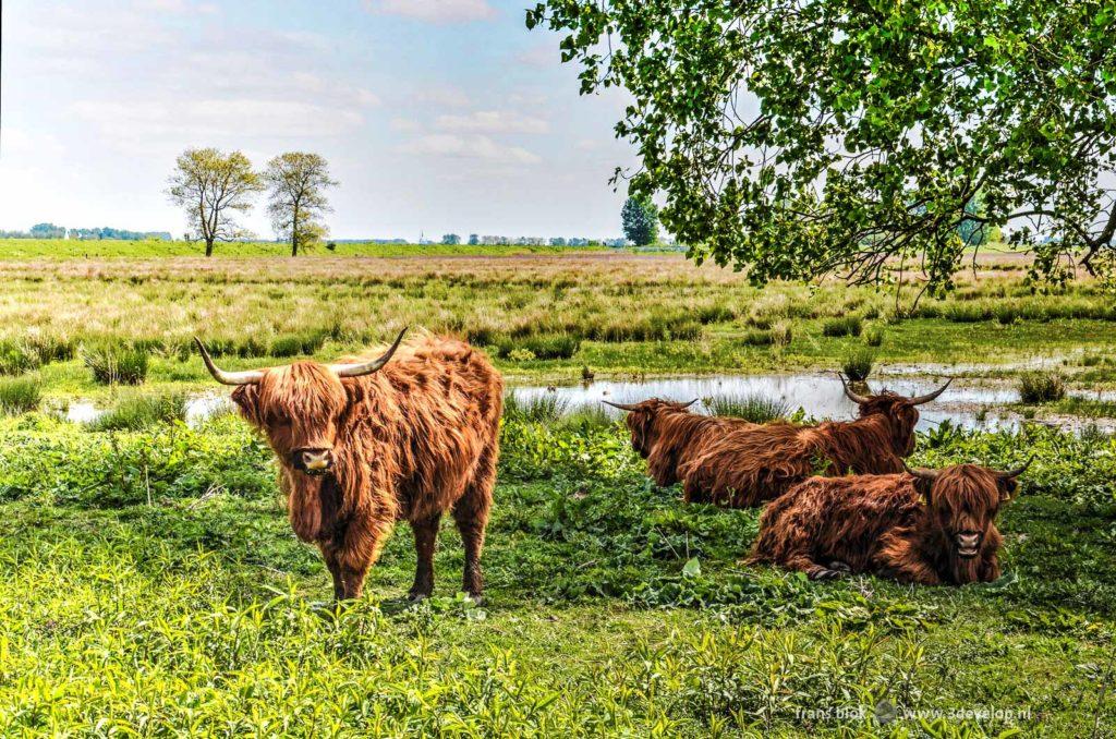 Four highland cows in a green landscape on the Dutch nature island of Tiengemeten