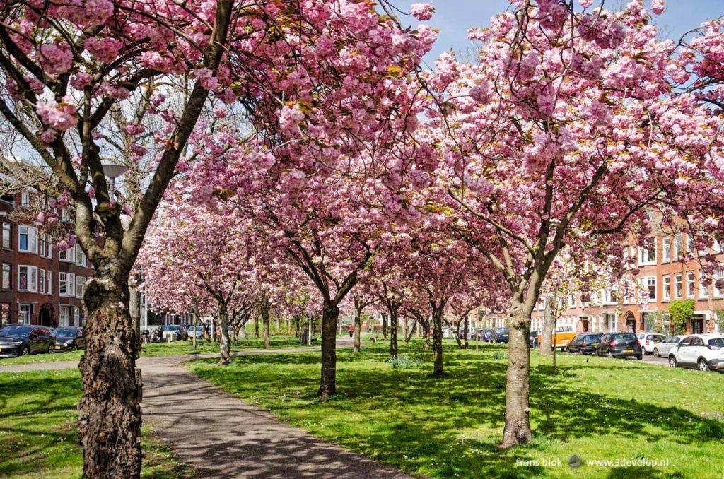 Field with blossoming Japanese cherry trees (prunus serrulata) in a street in Rotterdam, The Netherlands