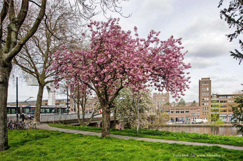 Flowering cherry tree in spingtime next to Mathenesser bridge in Rotterdam, Holland