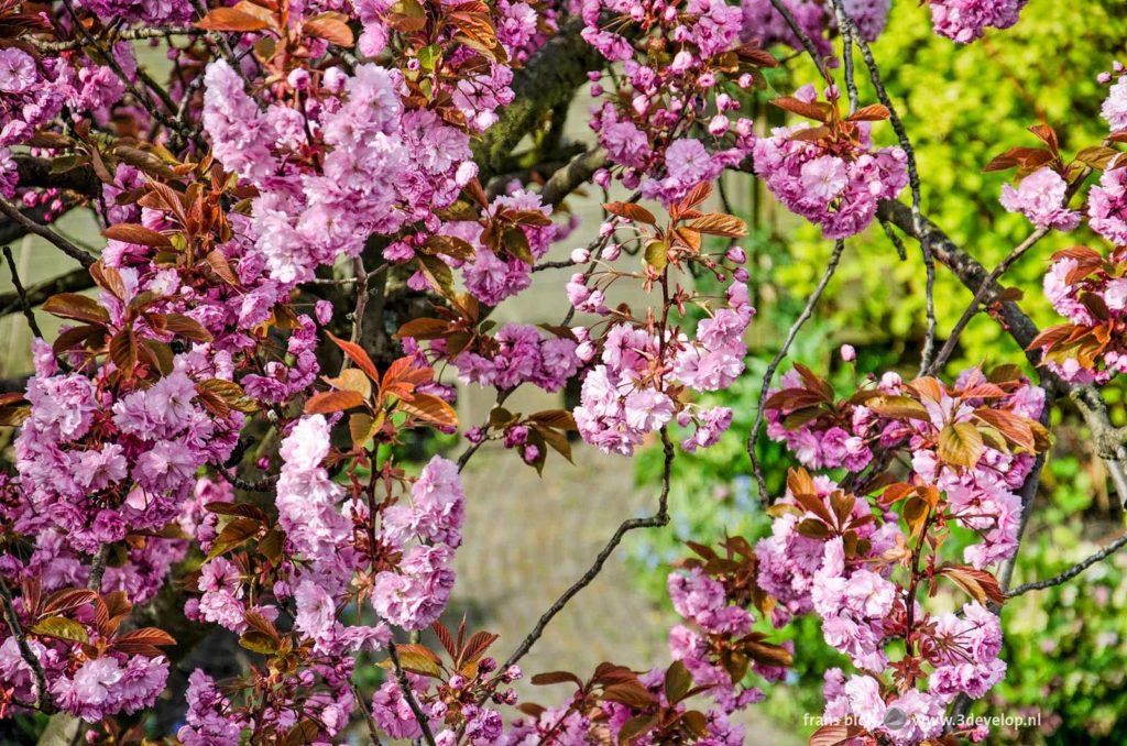 Close up of the pink blossoms of a prunus serrulata, a Japanese cherry