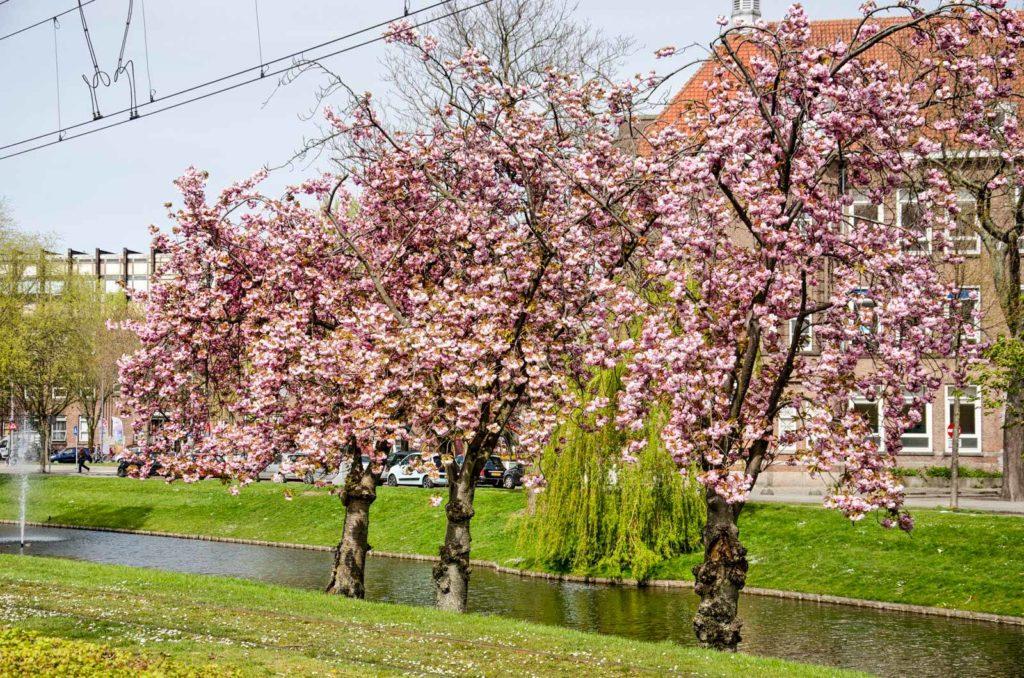 Three flowering prunus trees on a grassy slope along Hillevliet canal in the southern part of town in Rotterdam, Holland