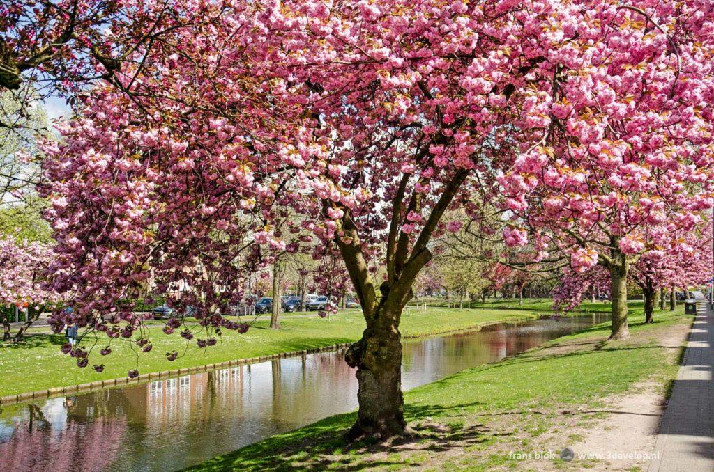 Abundantly blossoming prunus serrulata on a sunny day in spring in Blijdorp neighbourhood in Rotterdam