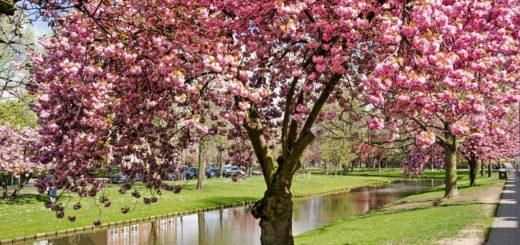 Abundantly blossoming prunus serrulata on a sunny day in spring in Blijdorp neighbourhood in Rotterdam