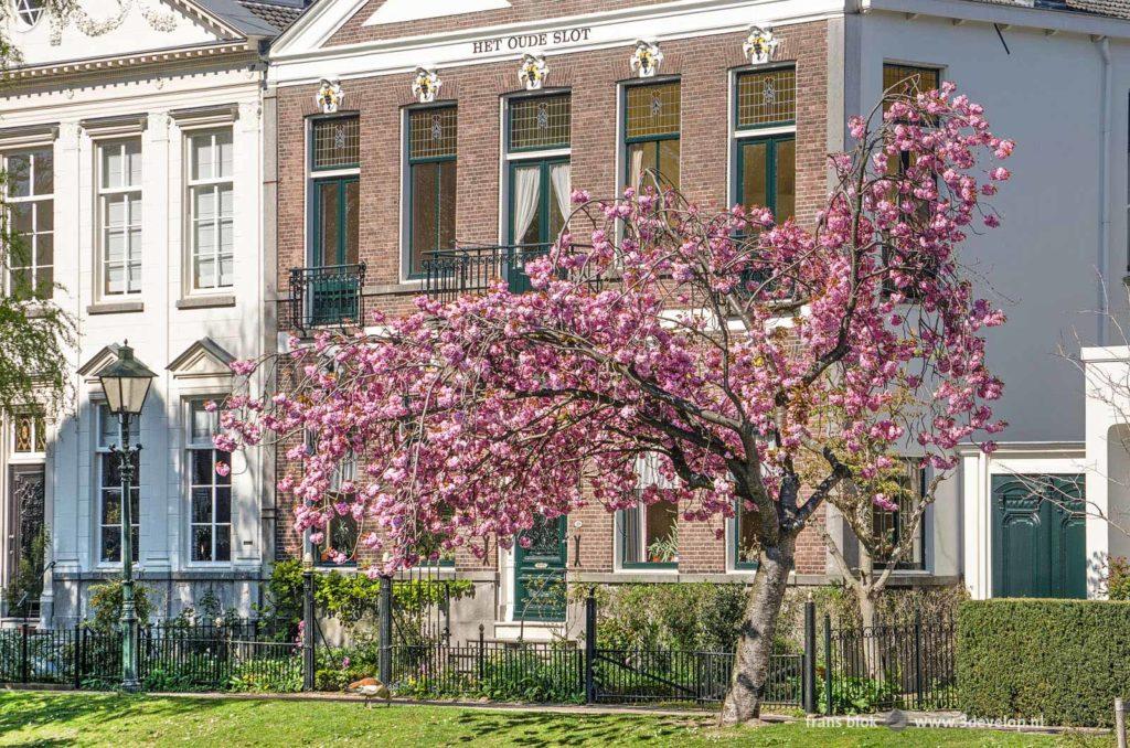 Oddly shaped prunus (Japanese cherry) in a street with historic mansions the the Rotterdam neighbourhood of Kralingen