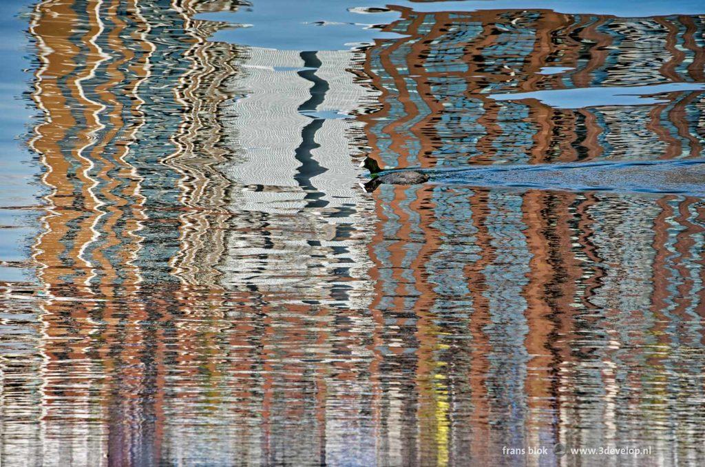 A coot and several buildings at Katendrecht in Rotterdam, The Netherlands, reflected in the water of Maashaven harbour