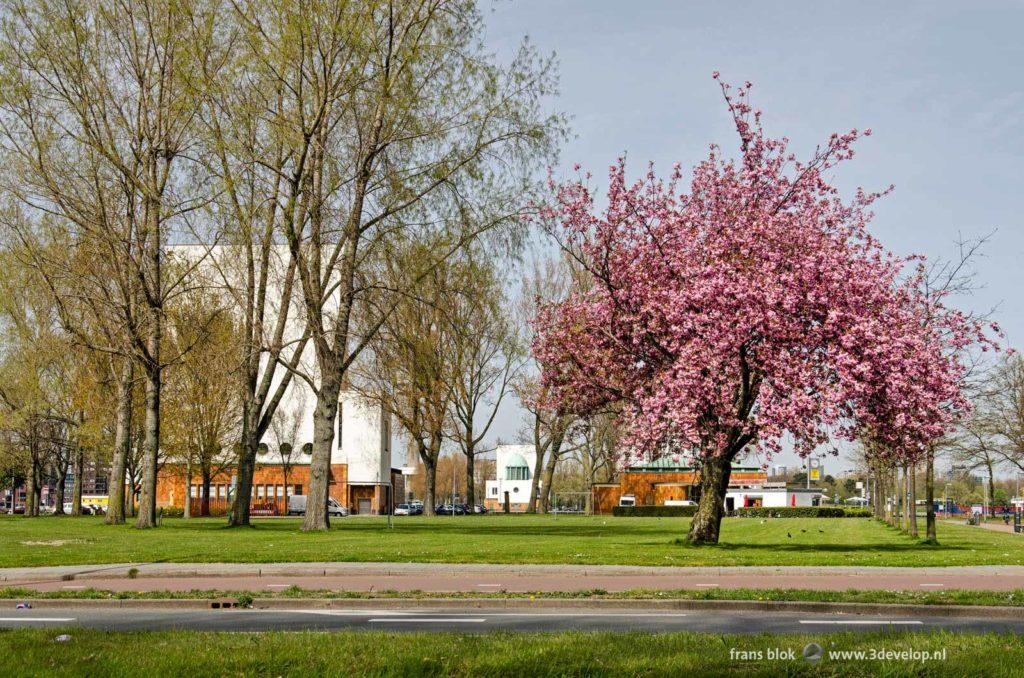 Blossoming prunus serrulata on a grass field in Charlois, Rotterdam, near the entrance to the Maastunnel