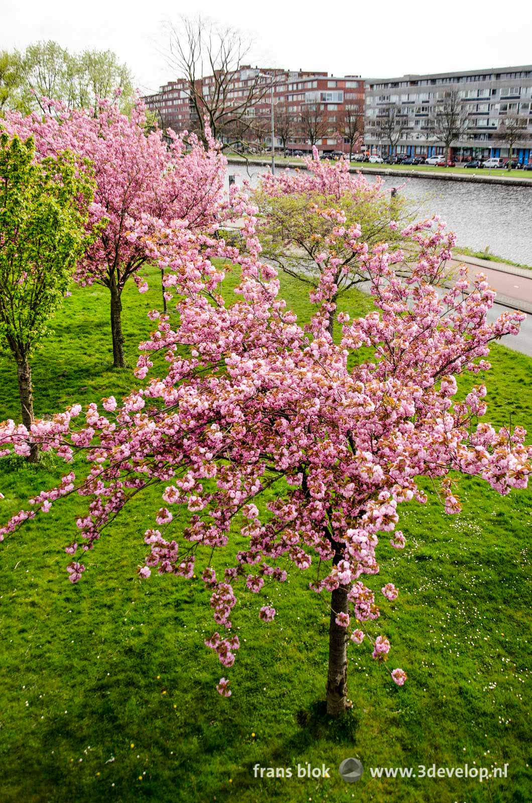 Japanese cherry trees in blossom near the river Schie in Rotterdam, the Netherlands