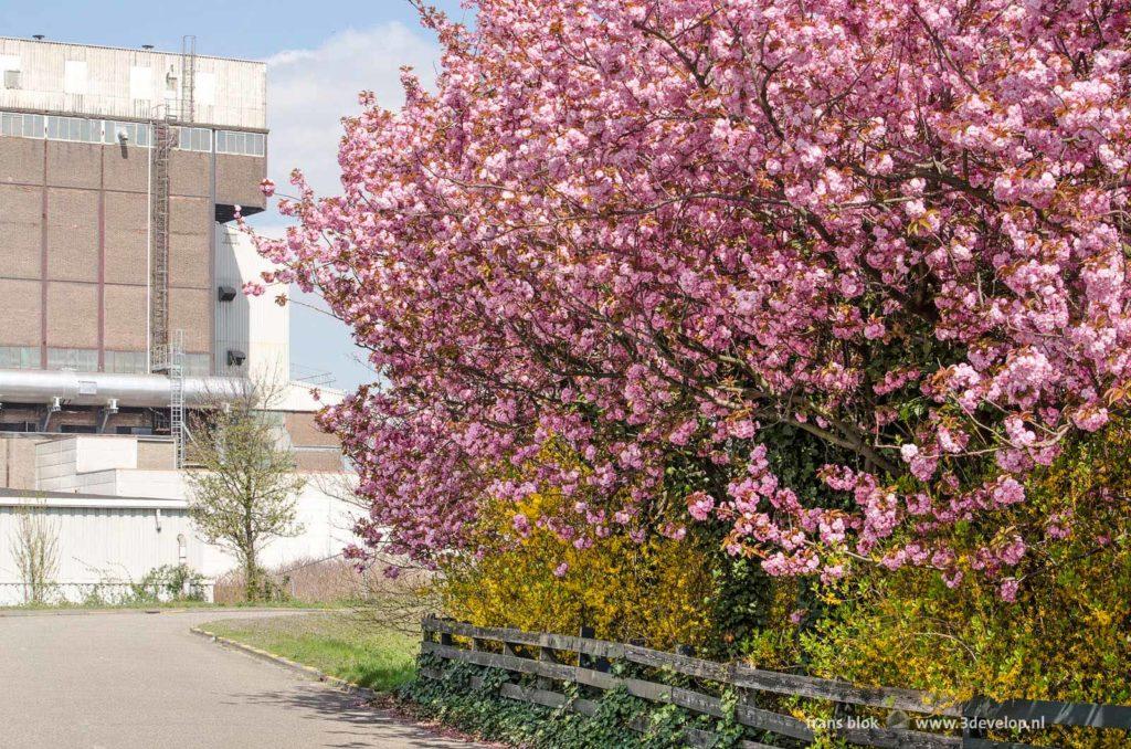 Blossoming cherry trees on an industrial estate in Schiedam, The Netherlands