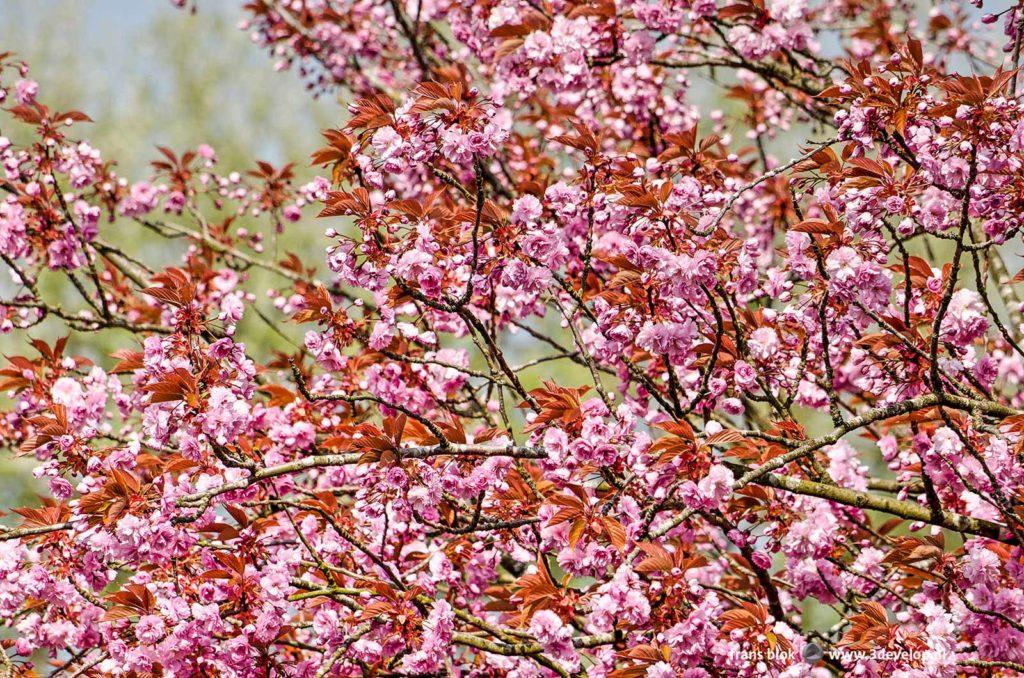 Branches, leaves and pink blossoms of a prunus serrulata (Japanese cherry) in springtime