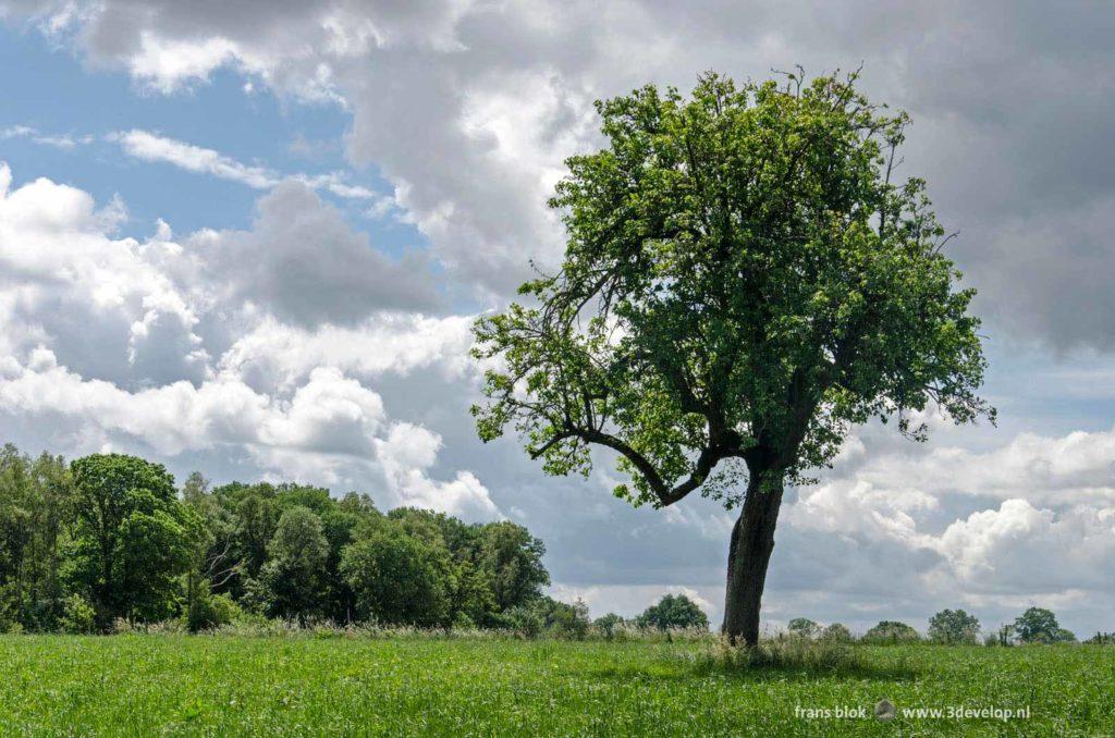 Tree in a meadow near the village of Slenaken, province of Limburg, The Netherlands