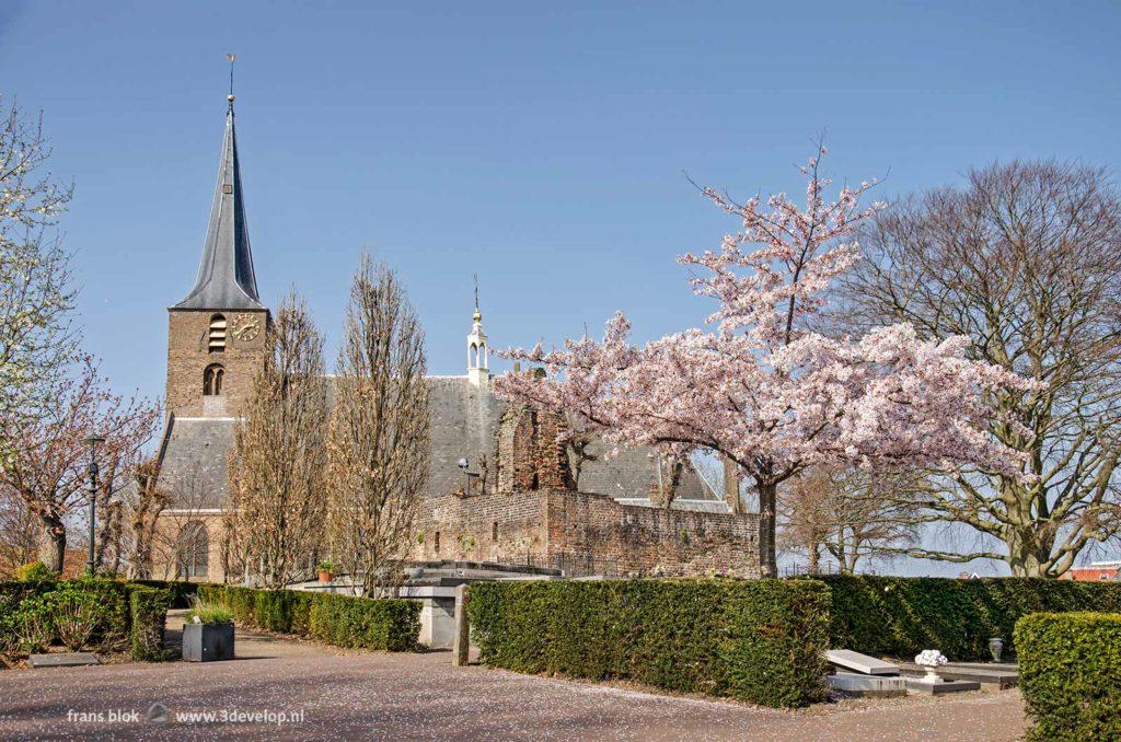 Flowering prunus near the church, cemetery and ruin on Hillegersberg mountain in Rotterdam , The Netherlands