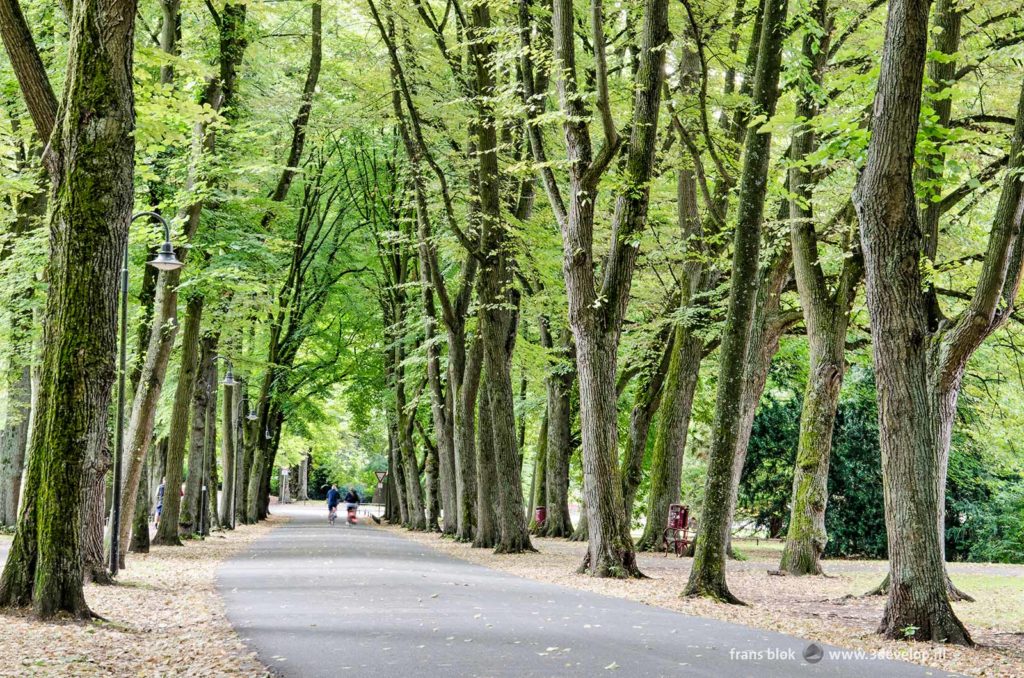 Old linden trees along the Promenade in Münster, Germany