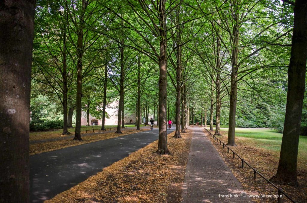 Footpath and bicycle path under the linden trees on the Promenade in Münster, Germany