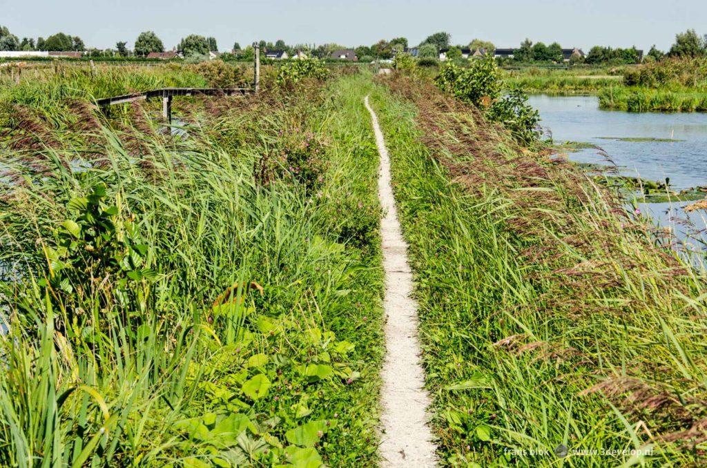 Narrow hiking trail between grass, reeds and ditches in the polder between Gouda and Boskoop, The Netherlands