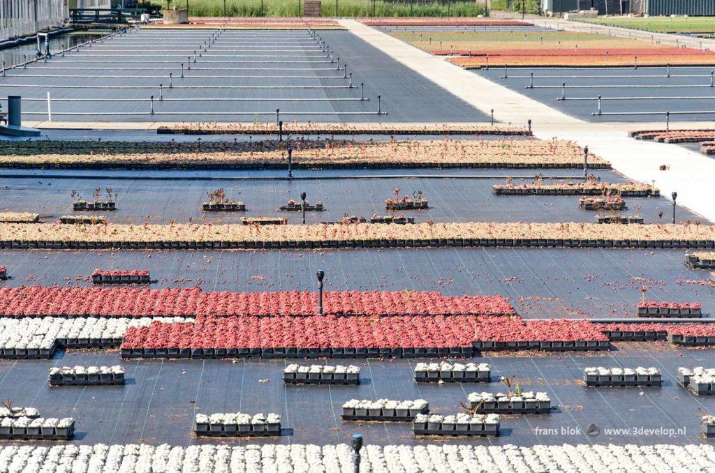 Nursery in Boskoop, the Netherlands with thousands of pots with plants in various colors on an asphalt surface