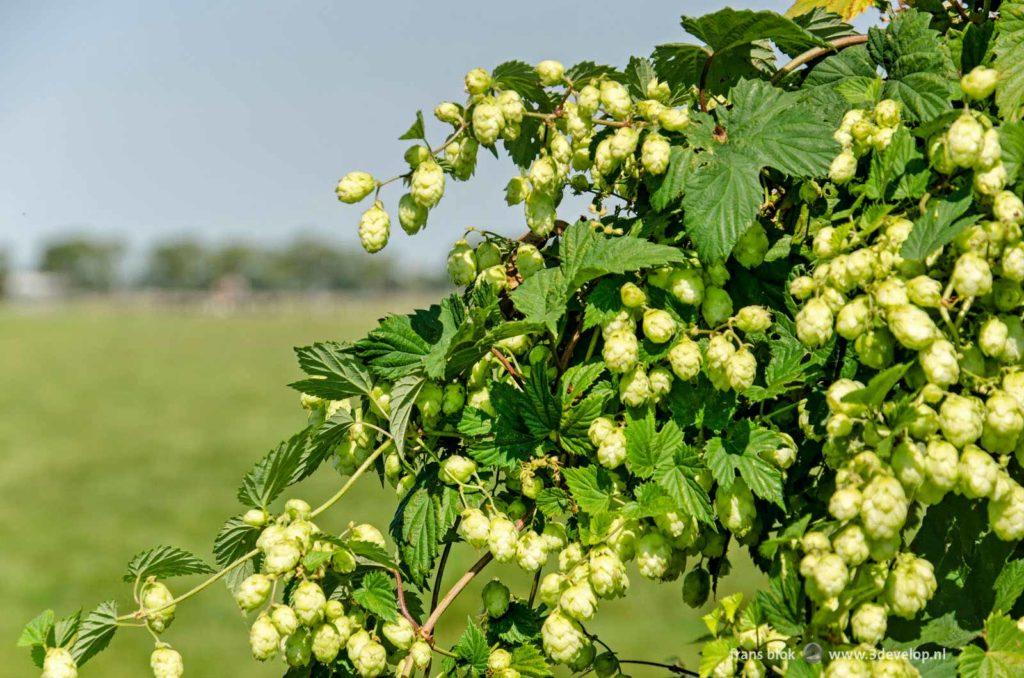 Wild hops growing in the polder near Boskoop, The Netherlands