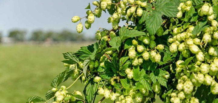 Wild hops growing in the polder near Boskoop, The Netherlands