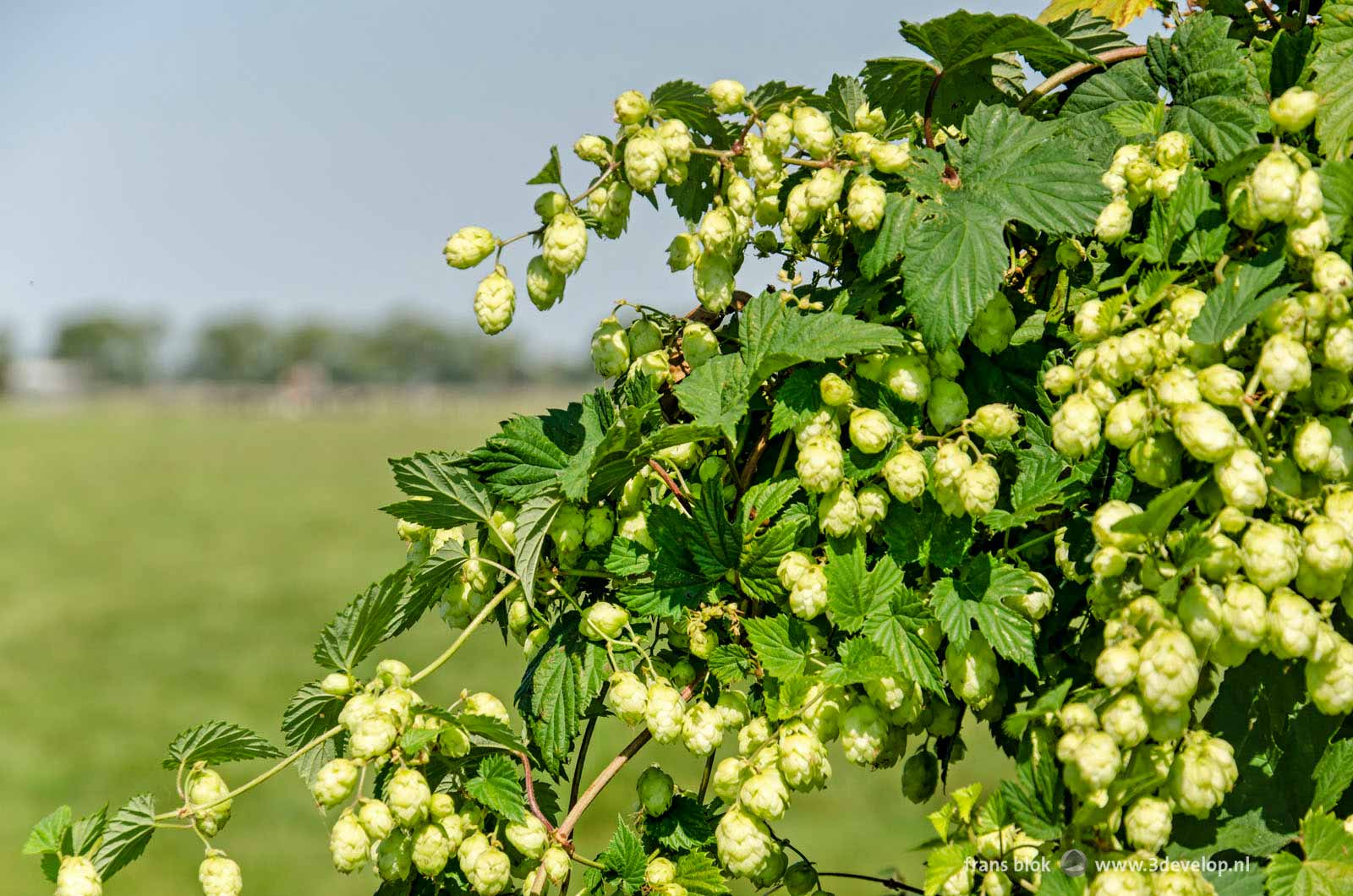 Wild hops growing in the polder near Boskoop, The Netherlands